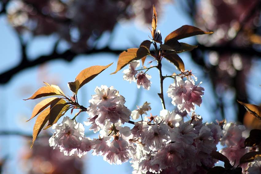 Čarodějáles v Brně: Z Německa přijeli Guano Apes, bodovali i Monkey Business, Pipes And Pints a další