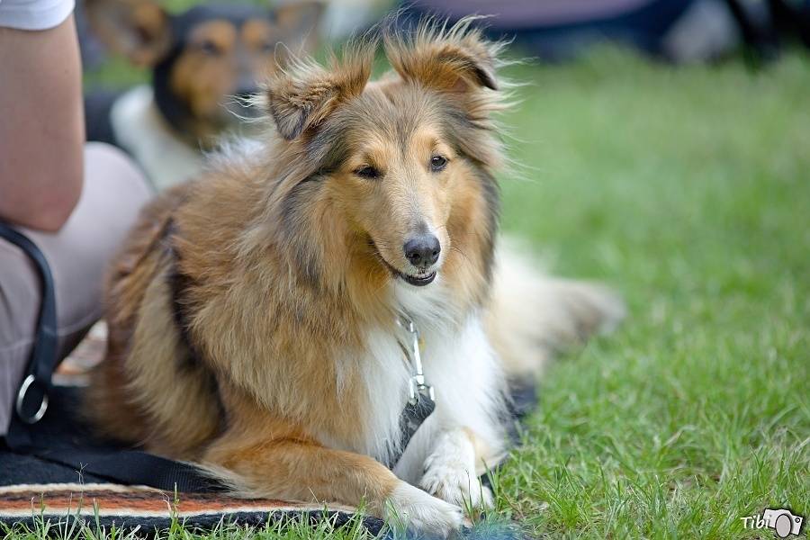 Bohnice obsadily hudební hvězdy: Na Mezi Ploty vystoupili Divokej Bill, Pipes And Pints a další