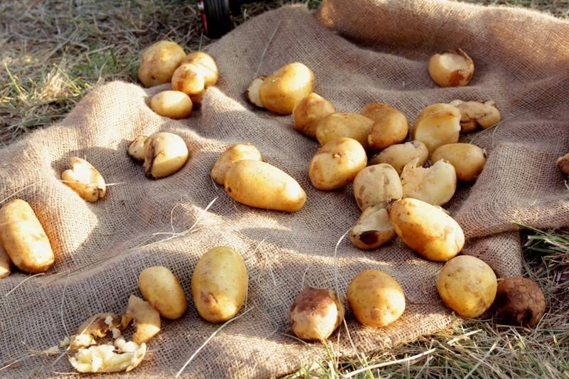 Start festivalu Hrady.cz na Točníku: Kabát, Divokej Bill, Rybičky 48 i zábavný program pro celou rodinu 