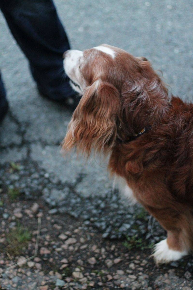 Multižánrový Měchfest: na Plzeňsku se hrál rock, punk i alternativa
