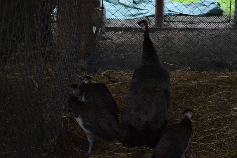 Léto lásky si podmanilo Šiklův mlýn. Fanoušky bavili Ewa Farna, Chinaski, Slza i Jelen