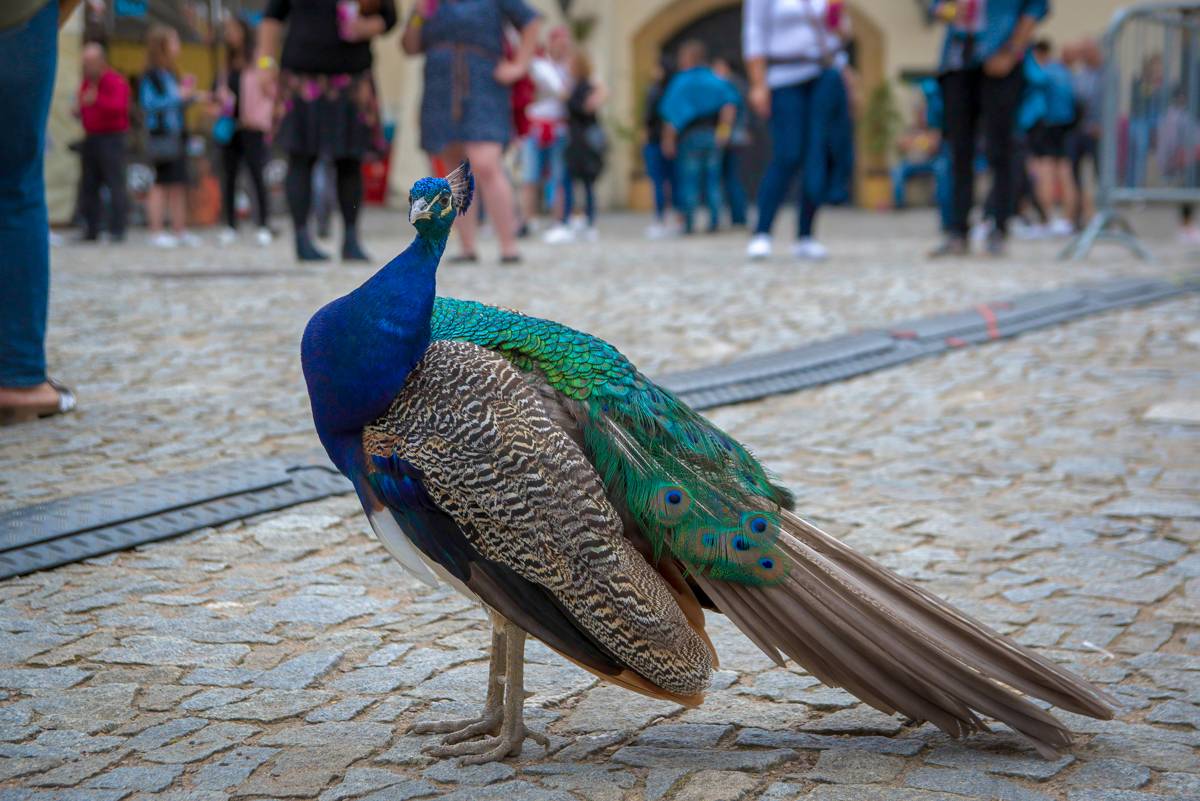 Romantika na zámku s Davidem Kollerem. Zpěvák si s sebou přivezl Márdiho z Vypsané fiXy