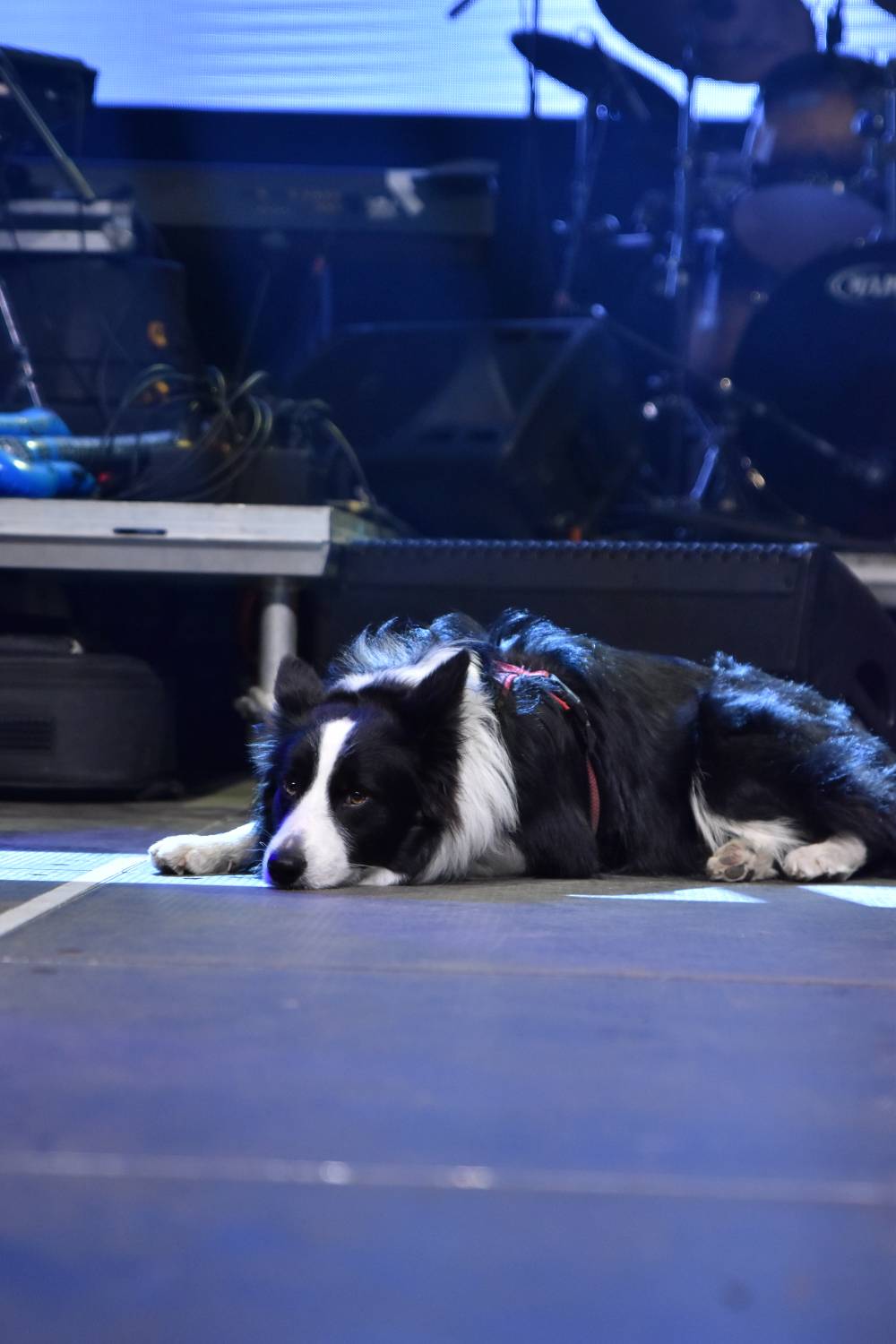 Žebřík 2021 - show, která trvala až do rána. Na pódiu řádili Xavier Baumaxa, Mig 21, Pražský výběr a Donnie Darko