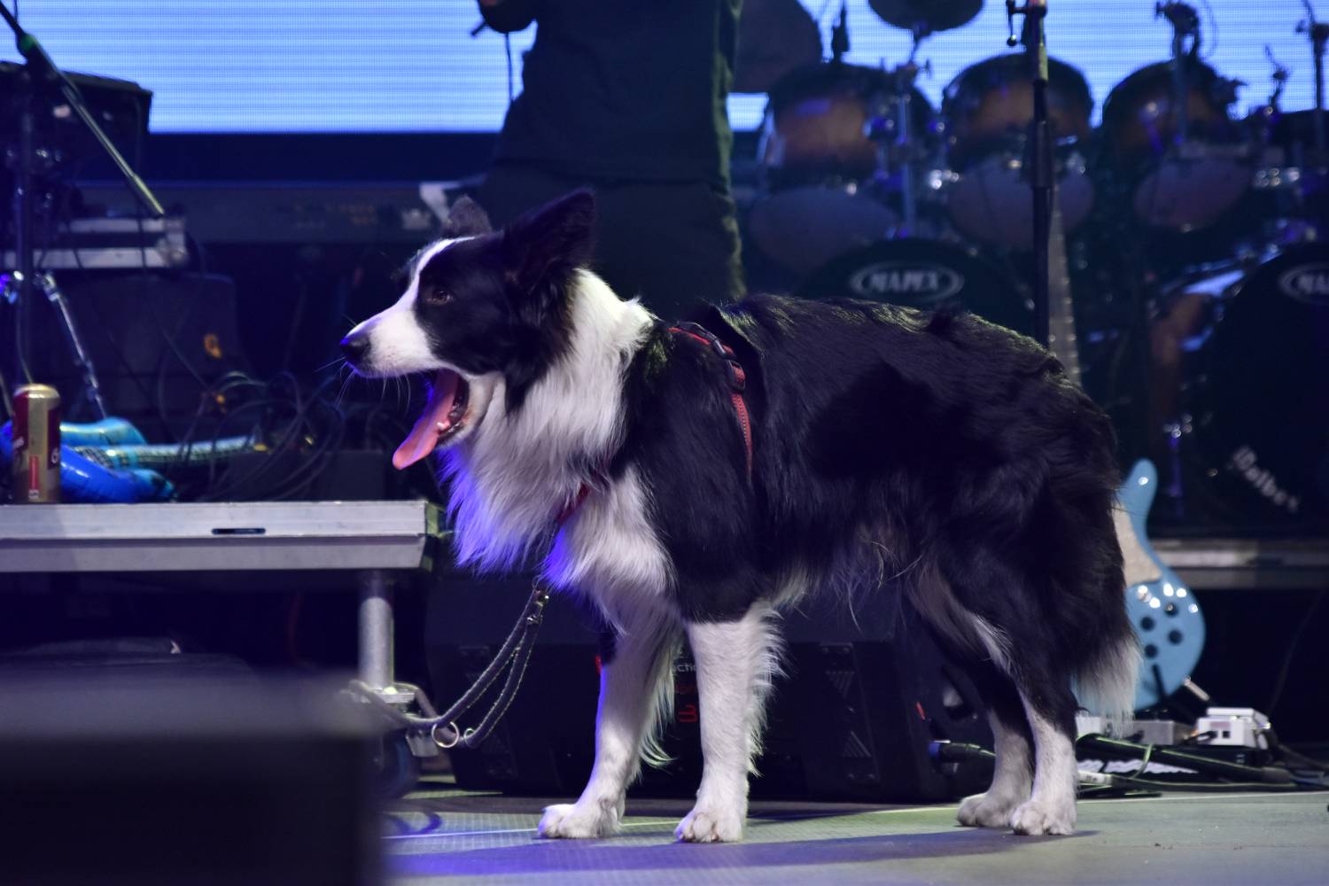 Žebřík 2021 - show, která trvala až do rána. Na pódiu řádili Xavier Baumaxa, Mig 21, Pražský výběr a Donnie Darko