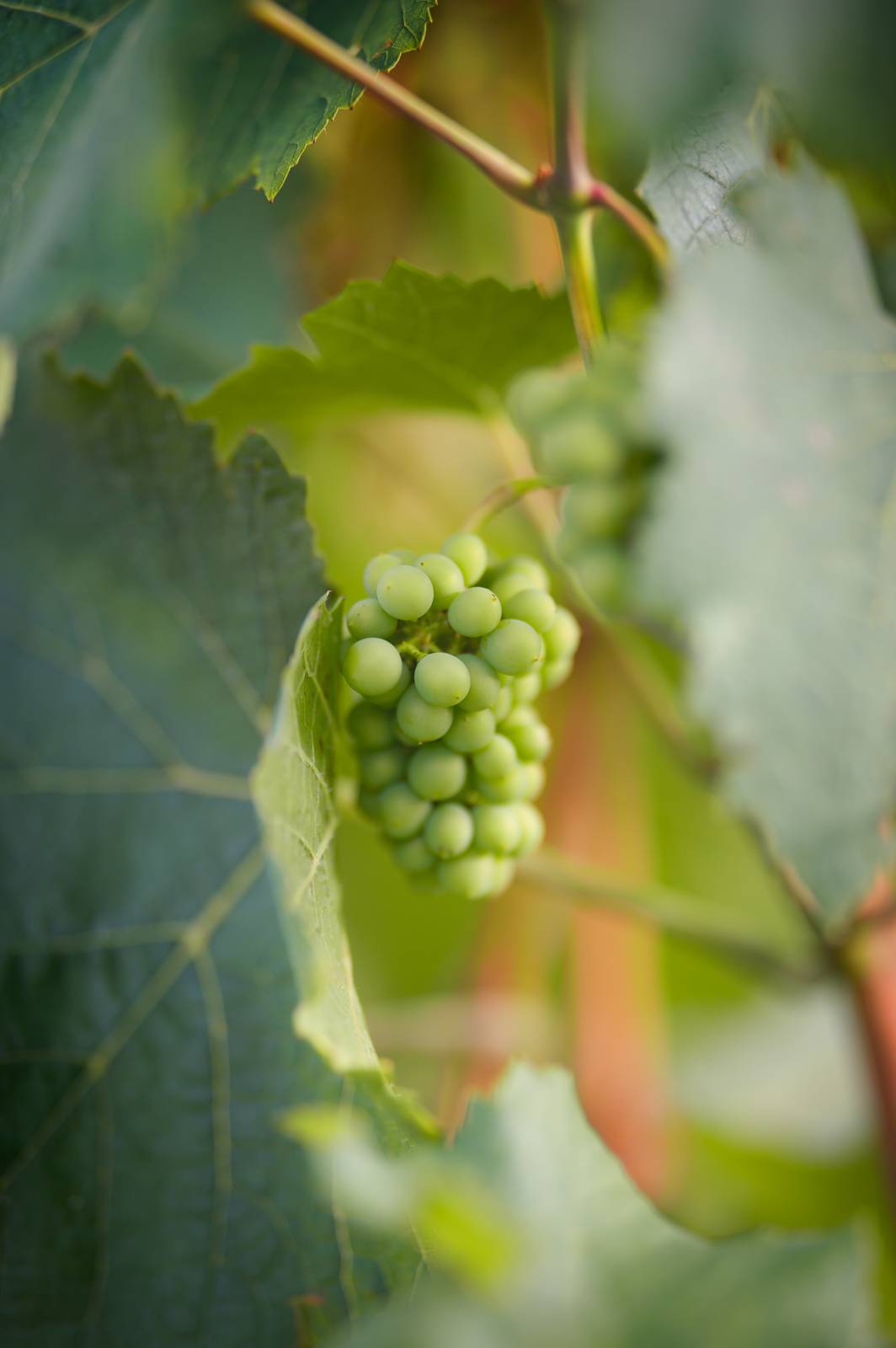 Mig 21 hráli ve vinařství Lahofer, na pódiu jim přistál rekordní počet kalhotek