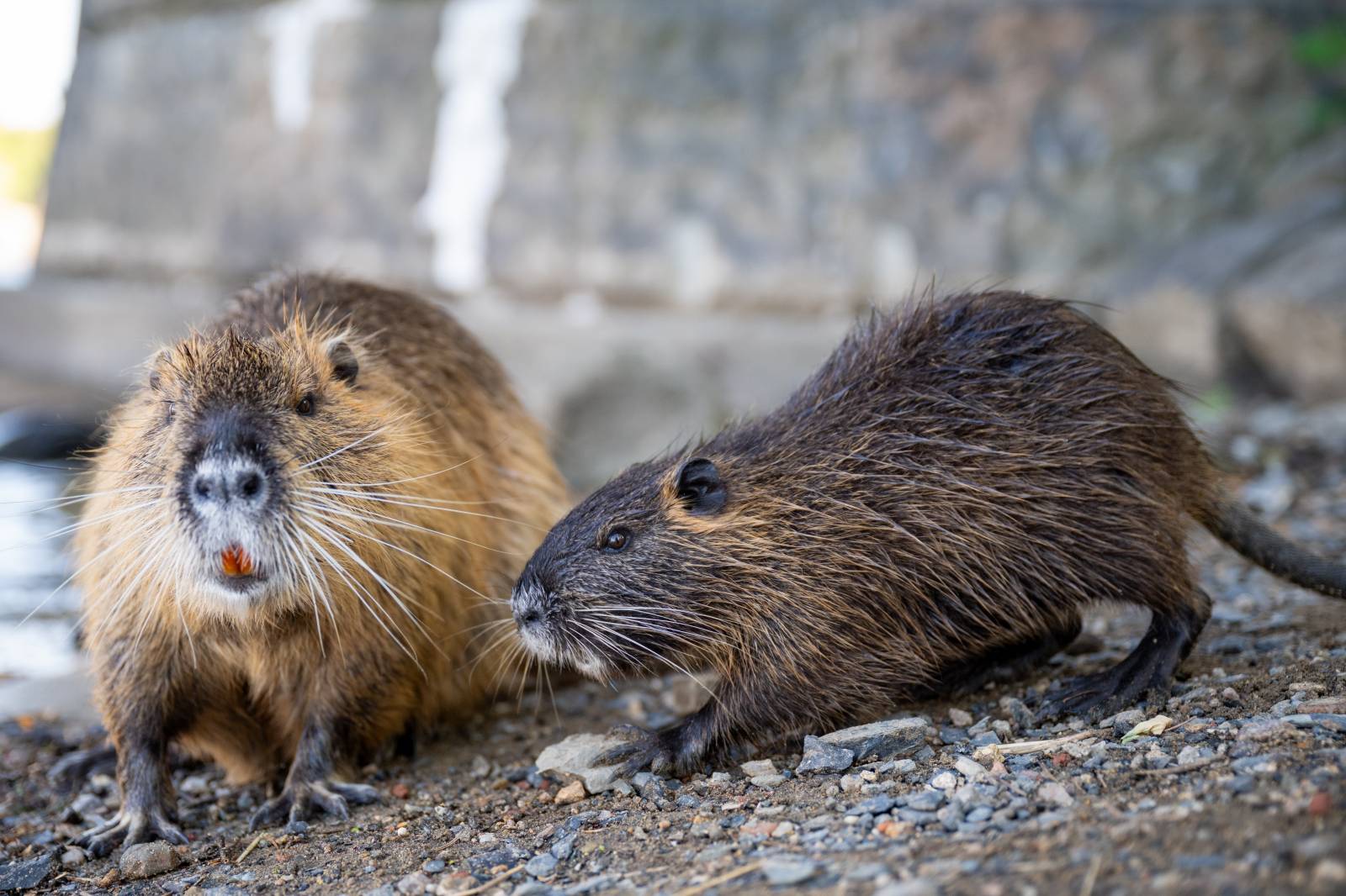 Vypsaná fiXa oslavila na Střeleckém ostrově své třicáté narozeniny