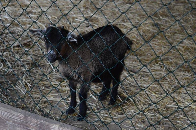 LIVE: Léto lásky pro děti i dospělé. Ewa Farna slavila narozeniny, Slza vyvolala davovou hysterii