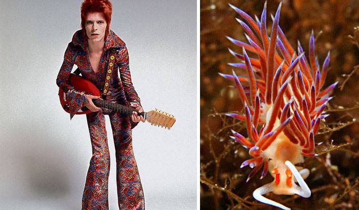 Okopíroval David Bowie image mořských potvor? Prohlédněte si fascinující galerii  