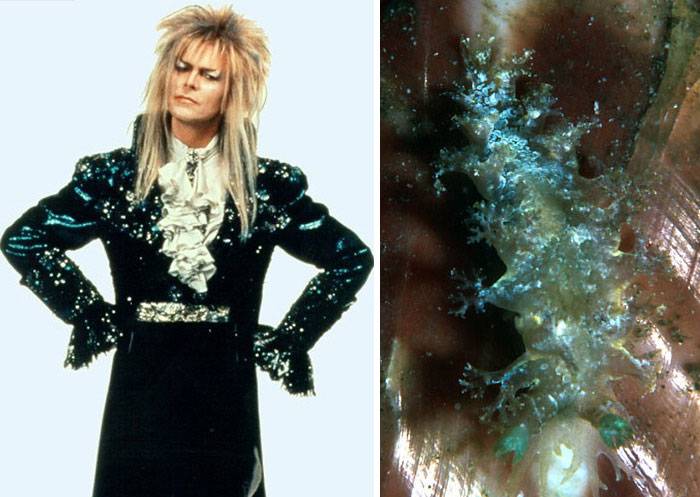 Okopíroval David Bowie image mořských potvor? Prohlédněte si fascinující galerii  