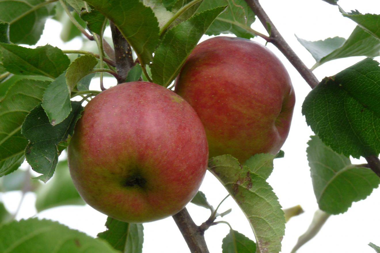 Úvod do letních odrůd jabloní