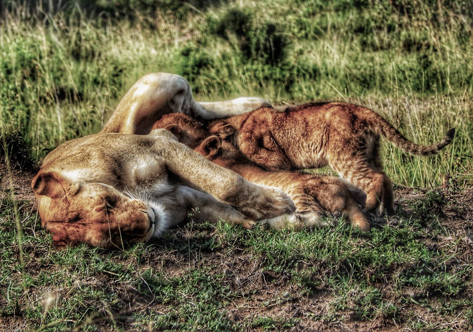 ROCKBLOG: Honza Homola z Wohnoutů v Keni - Víte, jak se točí klip v Africe? Já tedy ne!