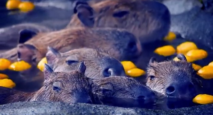 TOP 8 videoklipů týdne (39.)