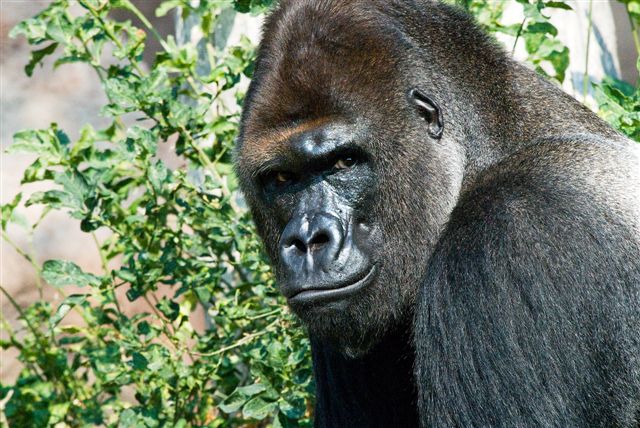 Odhalení: gorilky na DVD