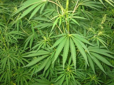 Drogová poradna: Dekriminalizace marihuany? Omyl