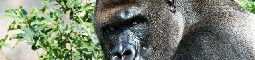 Odhalení: gorilky na DVD